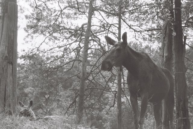 En elg fotografert på analog film.